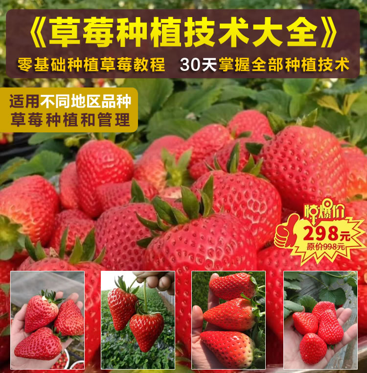 草莓种植技术大全