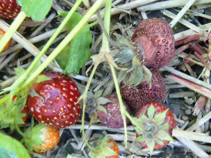 ​草莓黏菌病防治方法