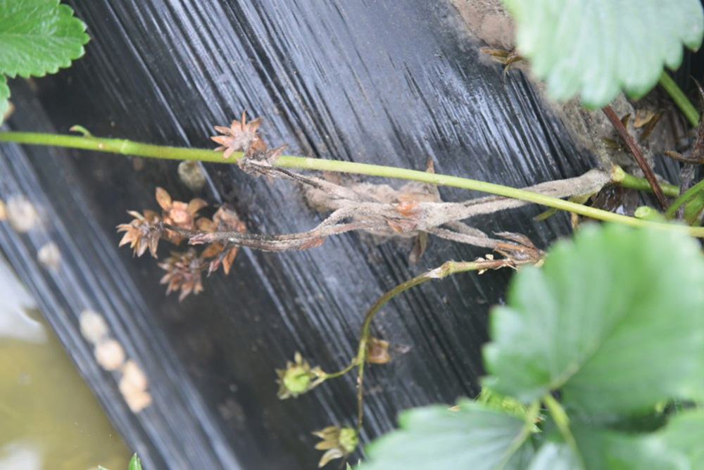 草莓灰霉病防治方法
