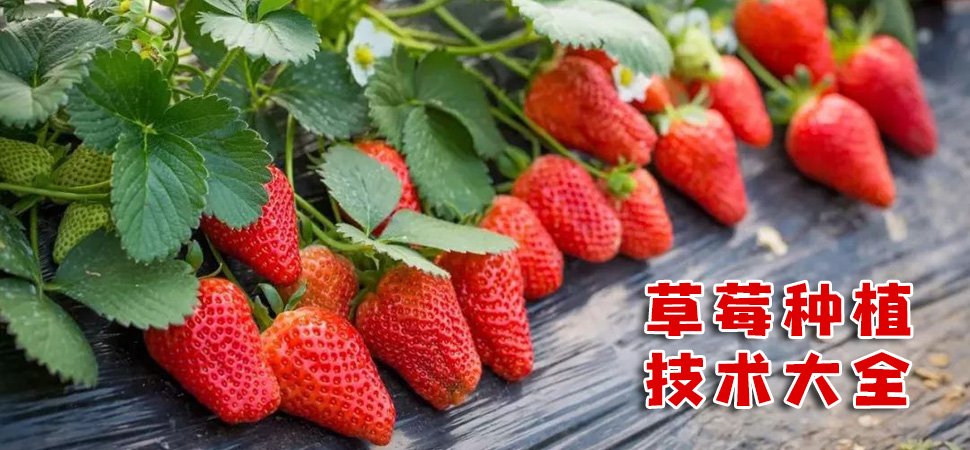 草莓栽培技术大全