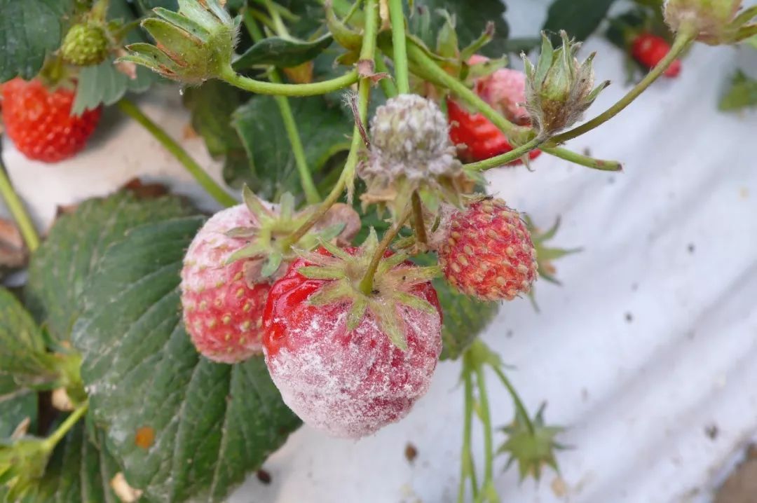 草莓腐果烂果病防治方法