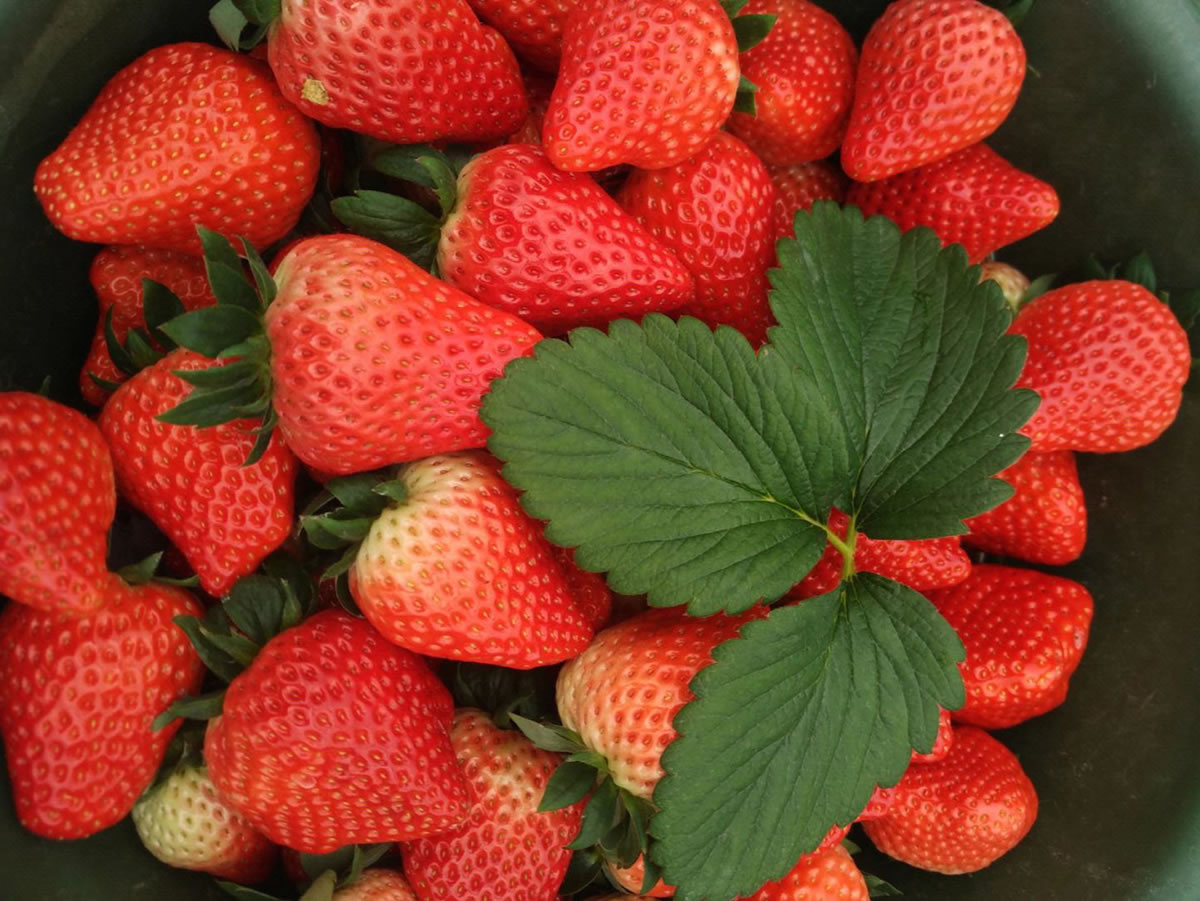红颜草莓品种简介