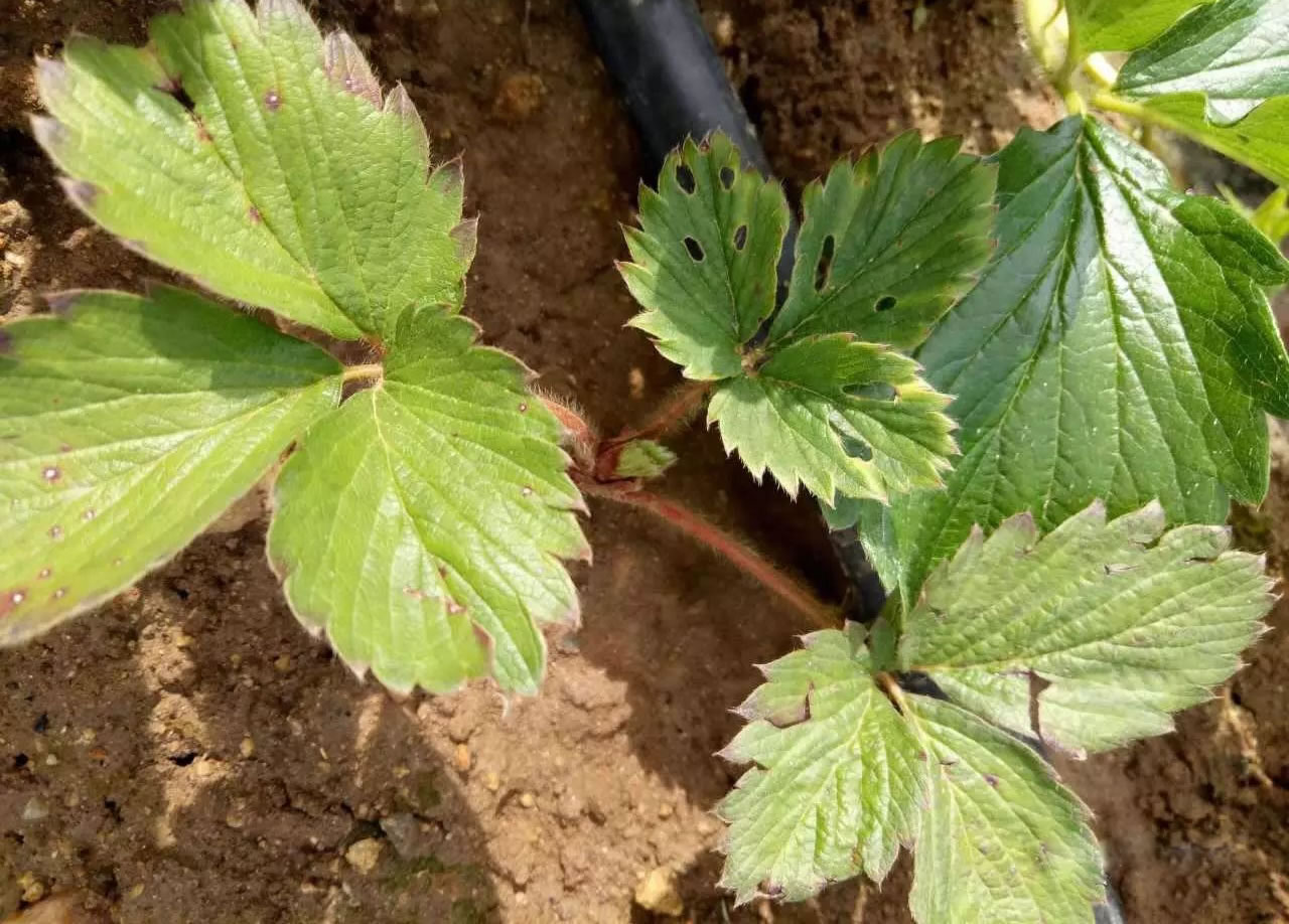 草莓蛇眼病防治方法