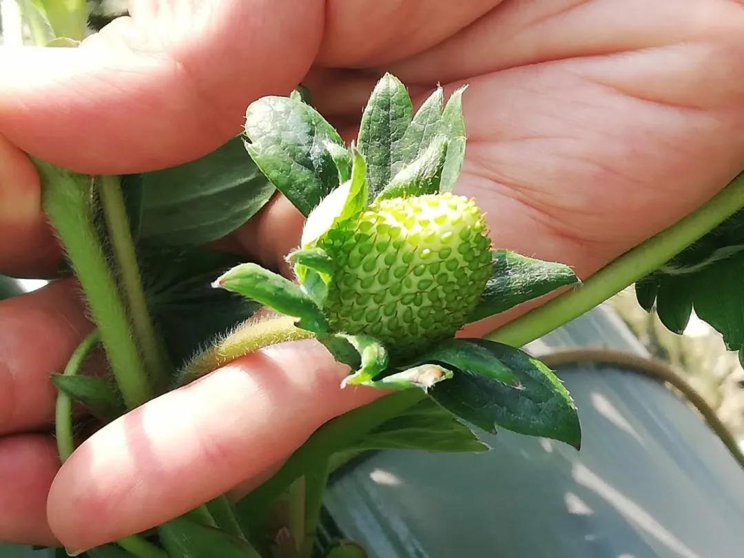 草莓绿瓣病防治方法