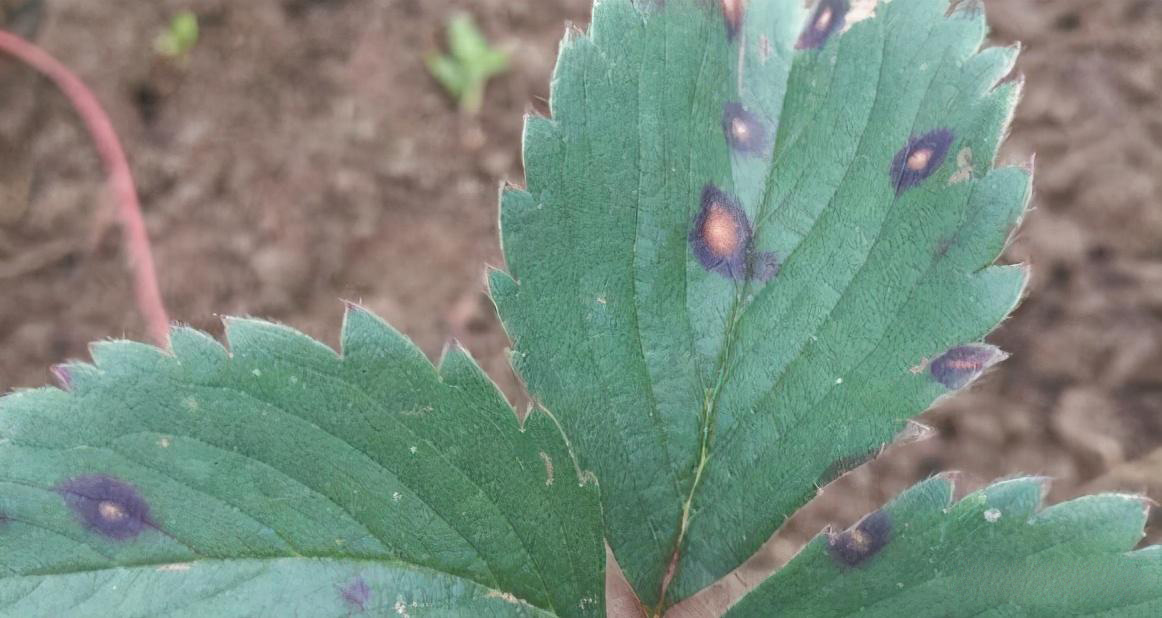 草莓叶斑病防治方法
