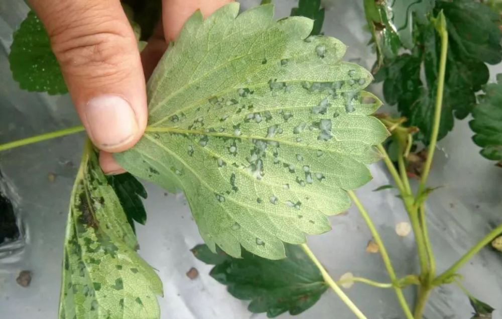 草莓叶斑病防治方法